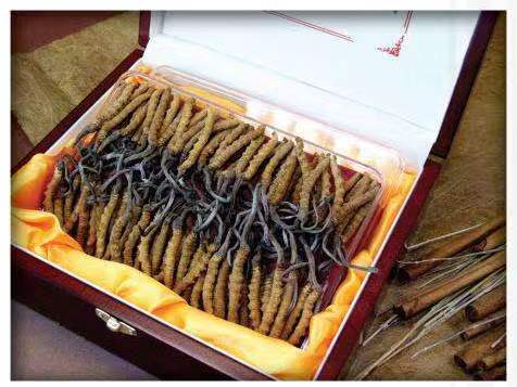 宁津冬虫夏草回收